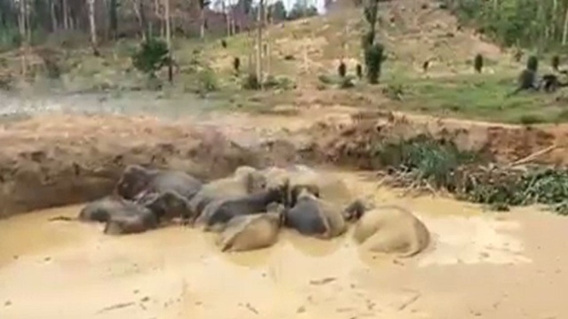 Спасение слонов в Камбодже